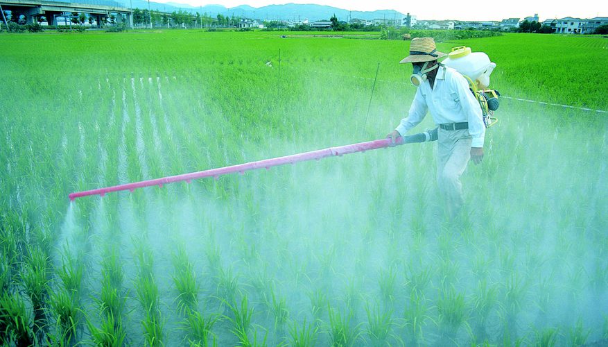chemicals spraying crop