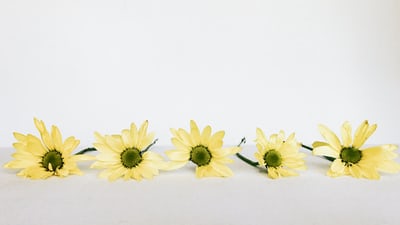 five yellow flowers